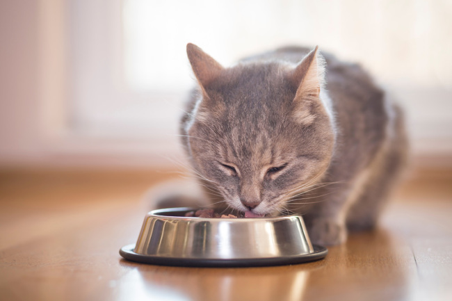 Cat eating out of bowl